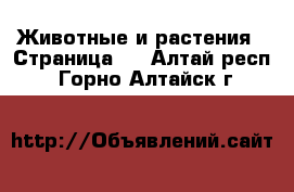  Животные и растения - Страница 2 . Алтай респ.,Горно-Алтайск г.